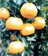 FRUITS Mandarin orange