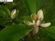 Cortex Magnoliae Officinalis