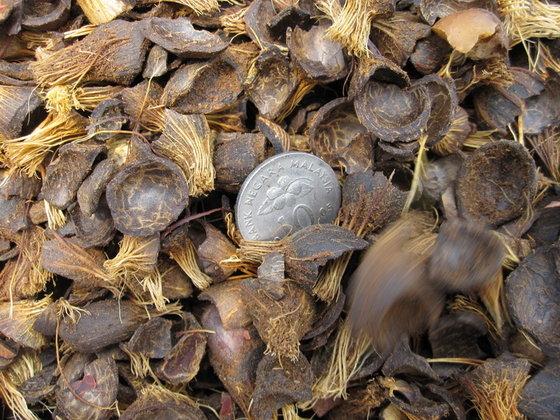 palm-kernel-shell-from-sky-systems-co-ltd-thailand