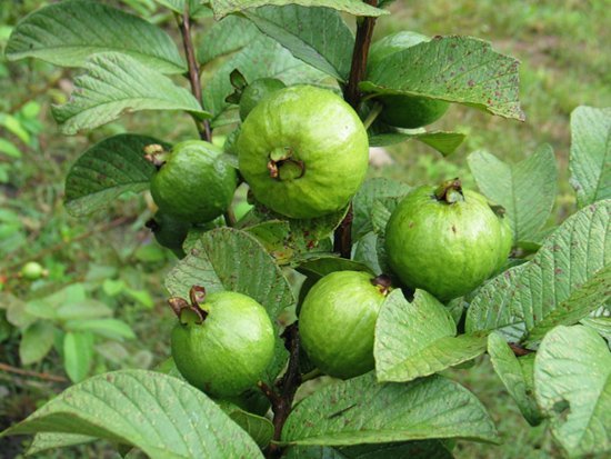 Dried Guava