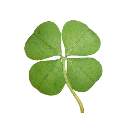 Natural Four Leaf Clover