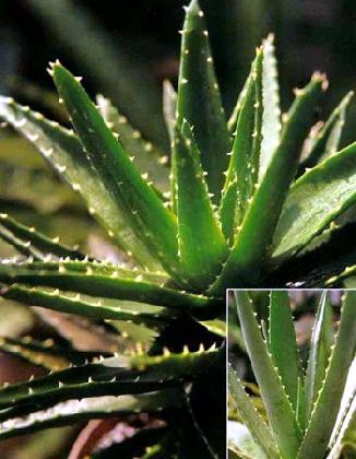 芦荟提取物Aloes P.E.