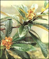 枇杷叶提取物Loquat Leaf P.E.