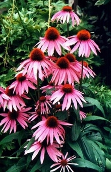 紫锥菊提取物Echinacea  P.E.