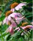 紫锥菊提取物Echinacea Herb P.E.