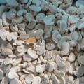 IQF Frozen Champignon Mushroom Agaricus Bisporus