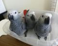 African Grey Parrots and Fertile Eggs
