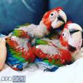 fertile Parrot Eggs and Babies for Sale