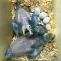 Parrot Eggs and Babies