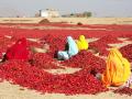 Dry Red Chilli
