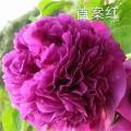 China Tree Peony Bare Roots Supplier