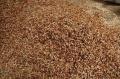 Dried Shrimp Shell