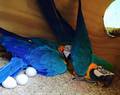 Fertile Parrots Eggs
