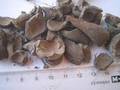 High Quality Palm Kernel Shell