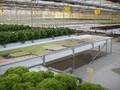 NFT Hydroponic System