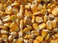 Corn Seed ( HNS Code 10051000 )