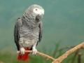 Live Grey African Parrots