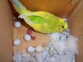 Parrots and Parrots Eggs for Sale