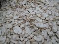 IQF Champignon Mushrooms ,Frozen Mushrooms,IQF Mushrooms,Slices/Wholes
