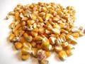 Feed Wheat