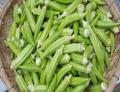 Supply Fresh Okra/ Frozen Okra/ Dried Okra/Vegetables with Best Price_vikafoods.(+84 338 477 618)