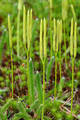 Lycopodium Powder