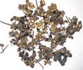 Zanthoxylum (Alatum/Armatum)