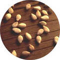 Sesame seed