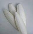 CuttleBone (Cuttlefish Bone, Cuttle Bone, Sepia)