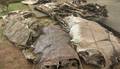 Exporter of Wet and Dry Donkey Hides