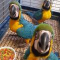 Fertile Parrot Eggs