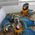 Green Wings Macaw Parrots Available