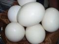 Fertile Parrot Eggs / Fertile African Grey Parrot Eggs / African Grey Parrot Eggs