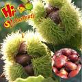 New Crop Fresh Chestnuts Accept Order Now