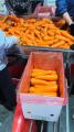 High Quality Fresh Carrot From Vietnam