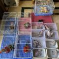 African Grey Parrots,Parrot Eggs Blue Gold Macaw