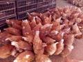 Point of Lay Chickens for Sale