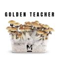 Golden Teacher Grow Kit by Mondo