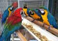 Exotic Birds, Parrots, Africa Grey Parrot, 308 Healthy Eggs, Parrot Eggs, Eggs, Hyacinth Macaw