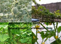 Plant Support Net&Mesh Pea&Bean Net&Mesh Climbing Plant Support Net Flower/Garden Plant Support Net