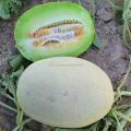 M51 White Sweet Hybrid Hami Melon Variety