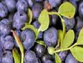 Bilberry P.E.