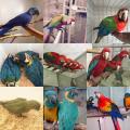amazons,Macaws,Cockatoos,African Greys and Fertile Eggs
