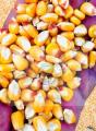 Yellow Corn