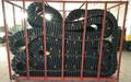 Sidewall Conveyor Belt