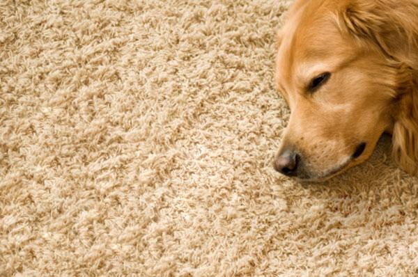 Foam Frenzy Carpet Cleaning & Upholstery