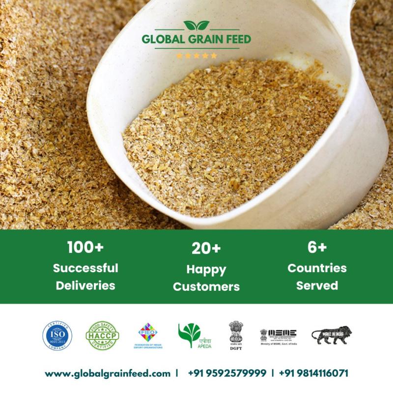 Global Grain Feed