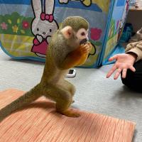 Squirrel monkey for store sale