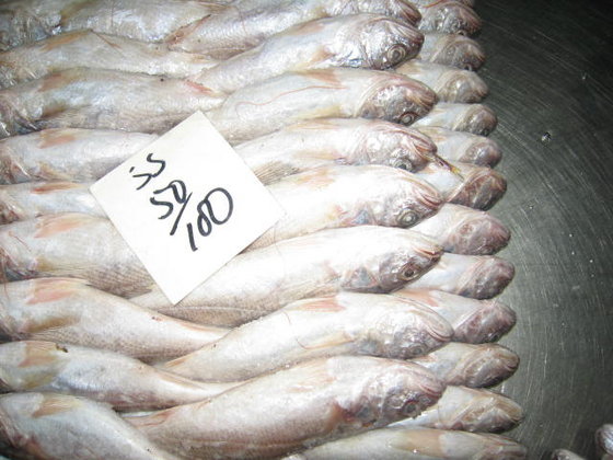 Kamfa Fishries