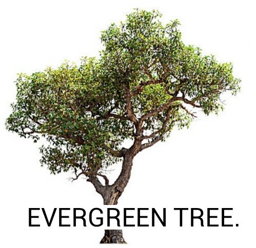Evergreen Tree Co.,Ltd